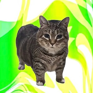 oiiai旋转猫 (DJ版)