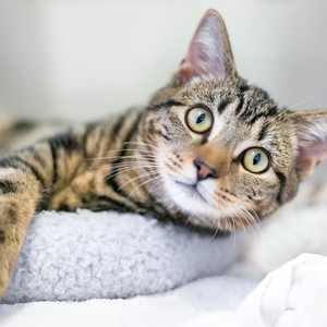 Cats’ Quiet Time Music