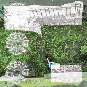 Ailes D'Insectes (Explicit)