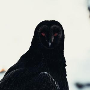 MAUVAIS PAYEUR (Explicit)