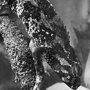 Mystery(feat. everybodyhatesgep) (Explicit)