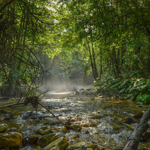 Calming Rain