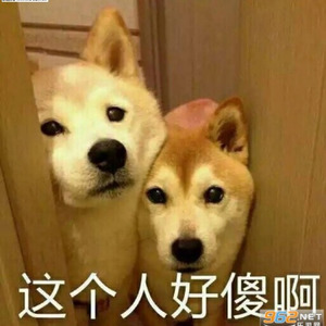 虫二有张大饼脸 - 致狗子们的年度大总结