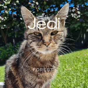 Jedi