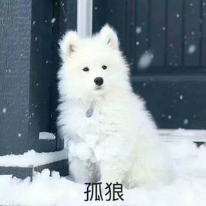 琴师 (妖孽)