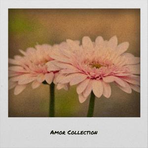 Amor Collection