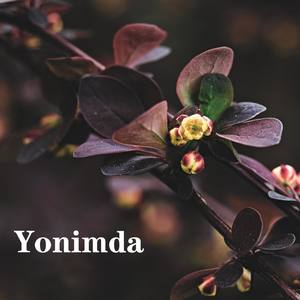 Yonimda