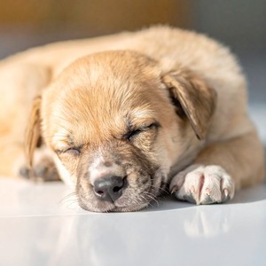 Los Perros Duermen Con Melodías Suaves