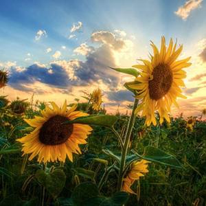 记忆中的向日葵