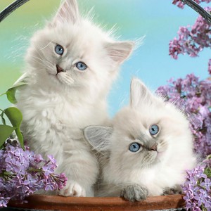 老李和老李 (别看我只是一只羊)