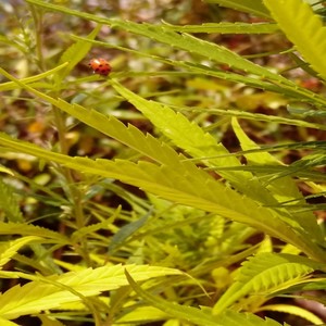 Patricinha (Explicit)