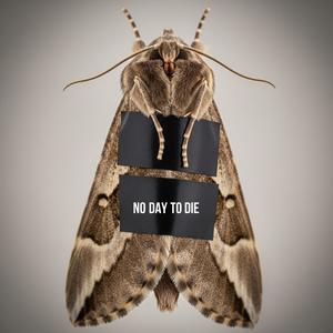 No Day To Die