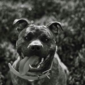 7 MILE DAWG (Explicit)