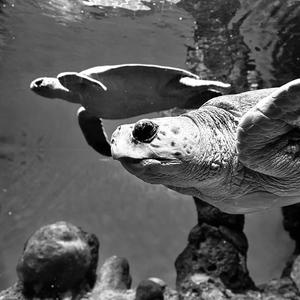 It's a Turtle (Instrumental)