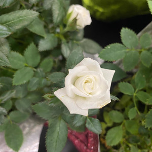 Ambience of Emanation (feat. Upr!ze) (Explicit)