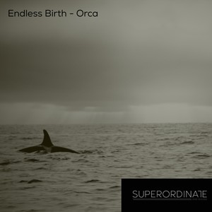 Orca