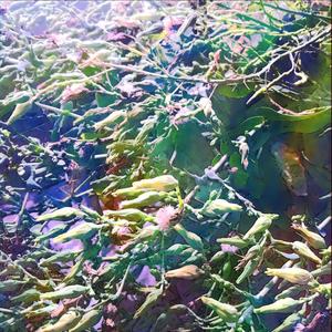 春 (Demo)