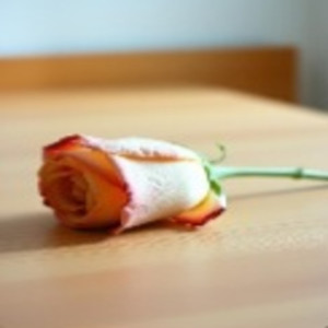 Buy That Girl a Rose