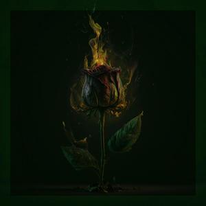 Burning Roses (Explicit)