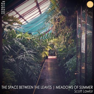 The Space Between The Leaves | Meadows of Summer