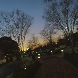 eucalyptus (Explicit)