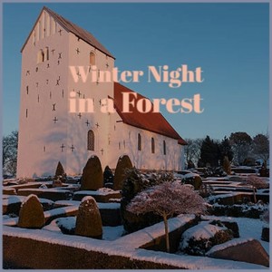 Winter Night in a Forest