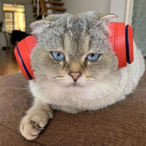 没有副歌的土味情歌