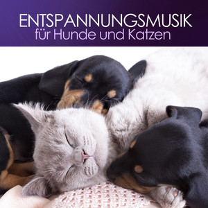 Entspannungsmusik für Hunde und Katzen