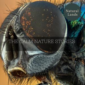 The Calm Nature Stories