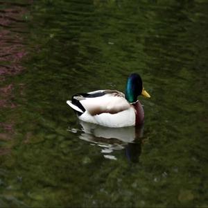 haltu fokking kjafti (Explicit)