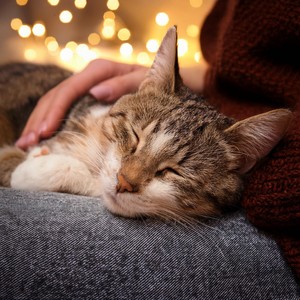 Strumming the Cat's Peace