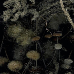 whotftrynafwus? (feat. Cubanlink) (Explicit)