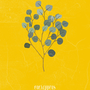 Eucalyptus