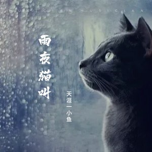 雨夜猫叫