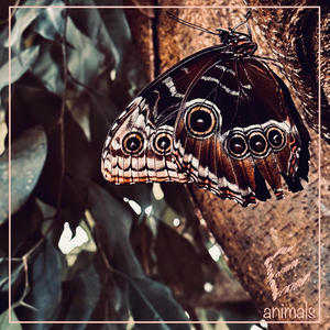 Animals (feat. Eoghan Konstantin) (Burning Man Edit)