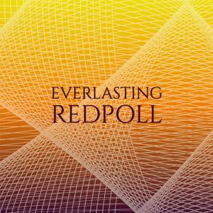 Everlasting Redpoll