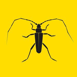 Longhorn Beetle EP