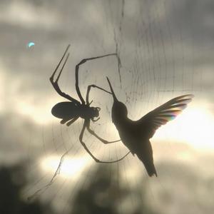 spider web