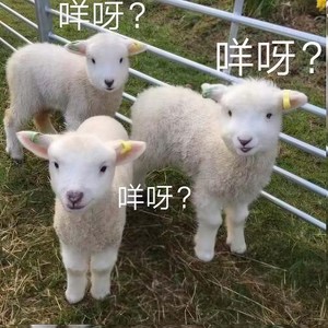 去低叠 (去哪里)