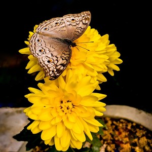 Biar Janda Saya Tak Peduli