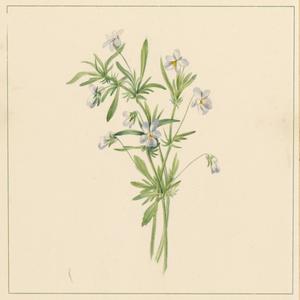 the glories of calvary (Inst.)