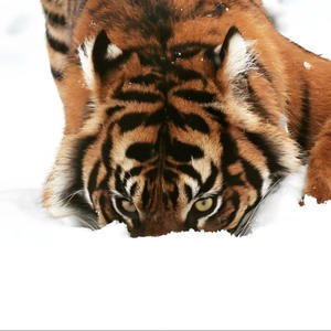 red guts (feat. seemar) (Explicit)