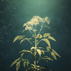 Elderflower