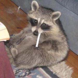 Clementines lullaby cover (Explicit)