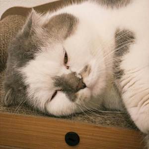 con thuong em thi khong de em khoc..