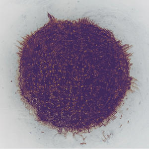 Brothers (feat. Young Reese Dude & P The Emcee) (Explicit)