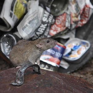 Put Me in the Bin (feat. Charlie Davis) (Explicit)