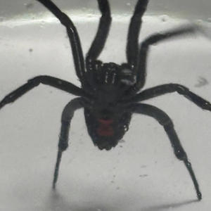 Monster (feat. Quey Irving) (Explicit)