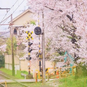 春に一番近い街