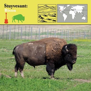 Bison